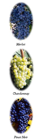 Grape <a  href=