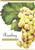 Unbranded Labels Self Adhesive Riesling (30s)